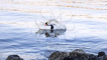 Swan at the river Danube