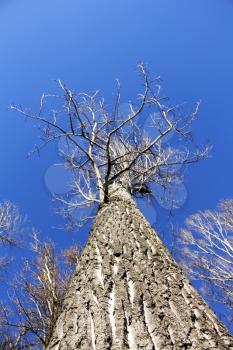 Tall tree meets the blue sky