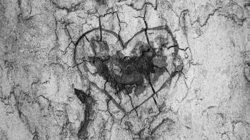 Heart carved in the tree bark in the woods