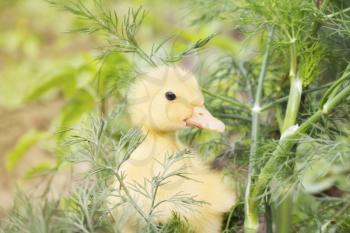 Baby Duck in The Grass Outdoors