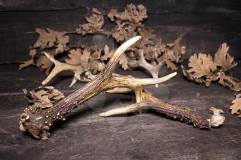 Deer Antlers Against Rustic Wooden Background