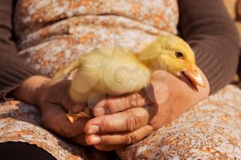 Duckling Held In Womans Hands. Cute Baby Animals
