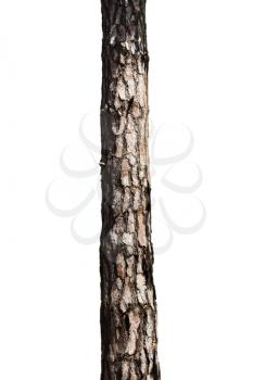 Tree Trunk Isolated On White Background. For Copy Space, Arrows ,Signs, Signposts and Directions