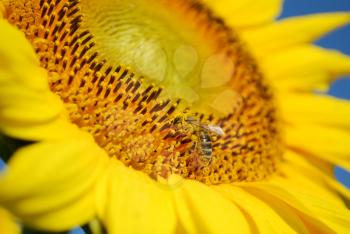 Summer scene with bee on a sunflower