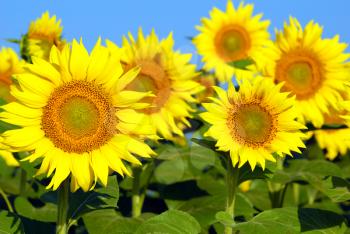 bright yellow sunflowers