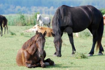 Brown horse lying on pasture nature scene
