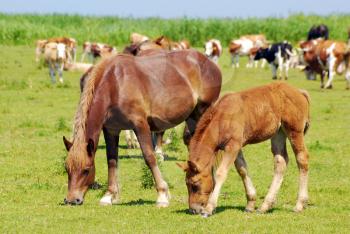 Brown horse mare and foal on pasture