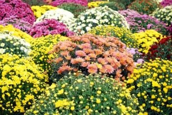 Chrysanthemum decorative colorful autumn flower