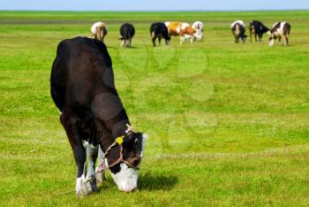 Nature scene with black cow on pasture