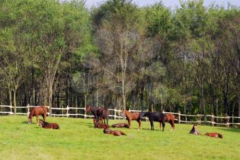 Herd of horses in corral