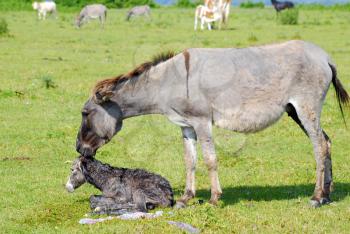 Just born little donkey with jenny on pasture