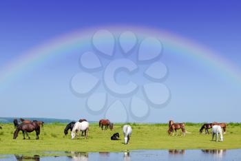 Nature scene with horses and rainbow on blue sky