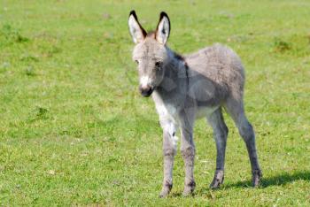 Little gray donkey on pasture