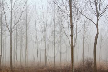 winter forest mist