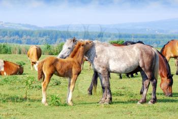 White horse mare with foal