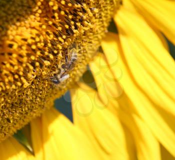 bee on sunflower macro