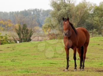 brown horse in pasture