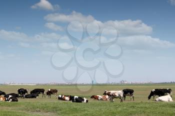 cows on pasture with city in background