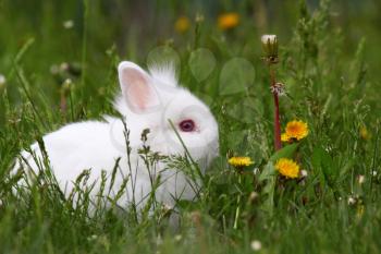 cute white dwarf bunny