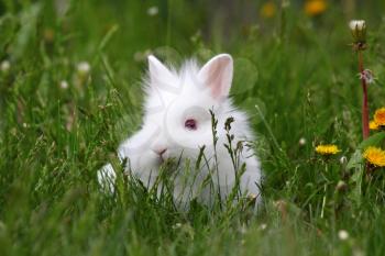dwarf white bunny in green grass