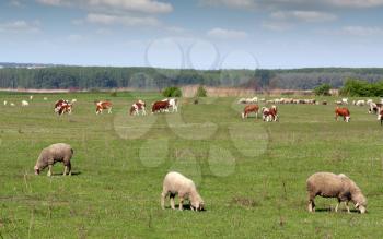 farm animals in pasture