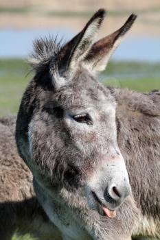 donkey puts out a tongue portrait 