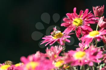 bee on flower spring scene