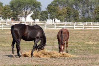 black horse and brown foal eat hay