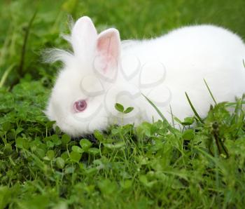 dwarf white bunny spring scene