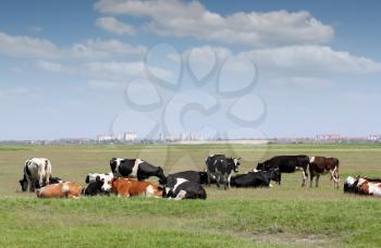 herd of cows on pasture with city in background