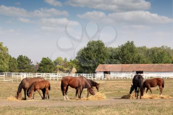 horses in corral farm scene
