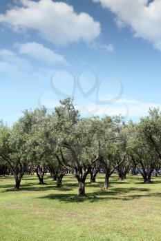 olive trees nature summer scene greece