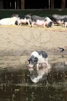 pig drink water farm scene
