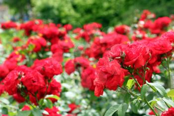 red roses garden spring scene