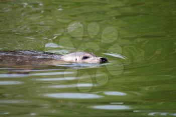 seal swimming nature wildlife scene