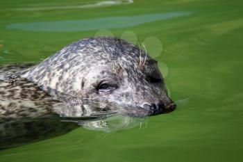 seal swimming portrait wildlife scene