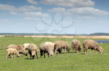 sheep on pasture farm scene