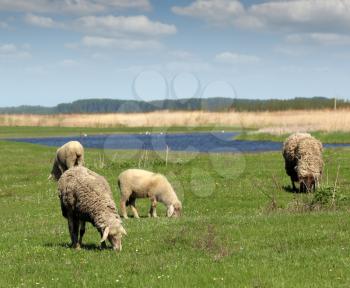 sheep on pasture nature farm scene