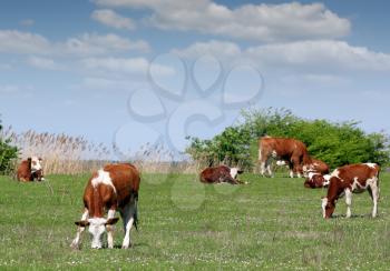 cows and calf on pasture farm scene