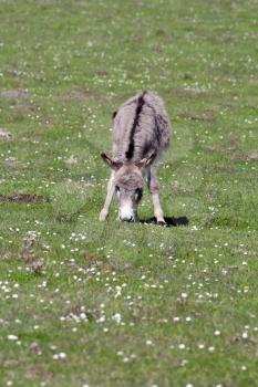 donkey on pasture farm scene