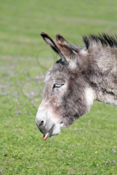 funny donkey puts out a tongue portrait 