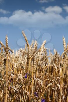 golden wheat and blue sky
