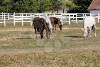 herd of horses in corral farm scene