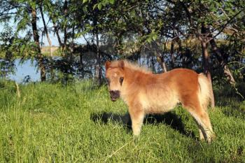 cute brown pony horse baby