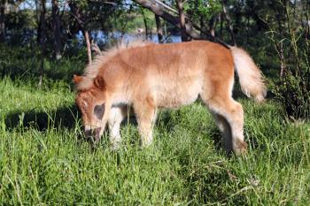 cute pony foal on pasture