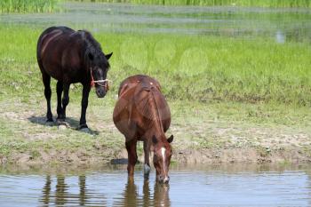 horses drink water in a pond