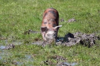 little pig in a mud farm scene