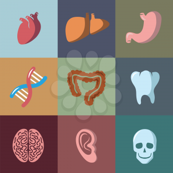 Internal human organs flat vector icons set. Anatomy organ, medical organ human, icon organ illustration