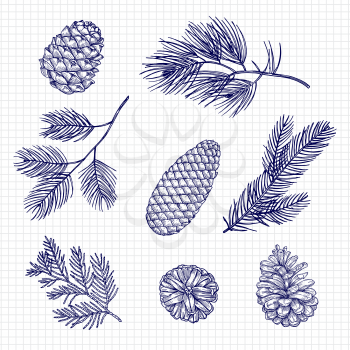 Hand sketched fir tree branches and cones vector illustration isolated on white