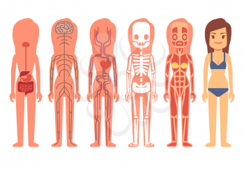Medical woman body anatomy vector. Skeleton, muscular, circulatory, nervous and digestive systems. Human life support system of set illustration, anatomy of human body